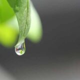 葉に朝露が一粒、零れ落ちそうになっている。