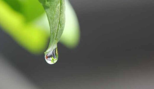 葉に朝露が一粒、零れ落ちそうになっている。