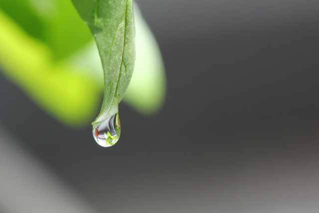 葉に朝露が一粒、零れ落ちそうになっている。